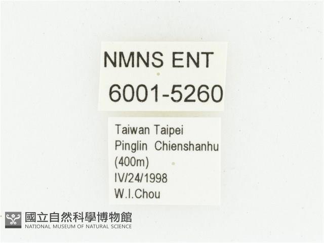 血紅虎斑花金龜藏品圖，第2張