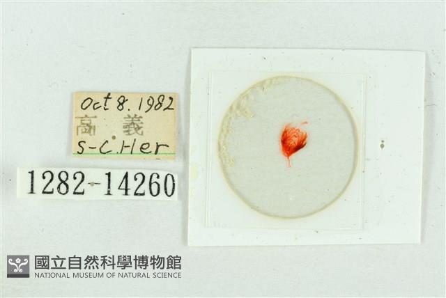 粉紅帶散紋夜蛾藏品圖，第3張