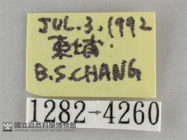 眉原褐刺蛾藏品圖，第3張