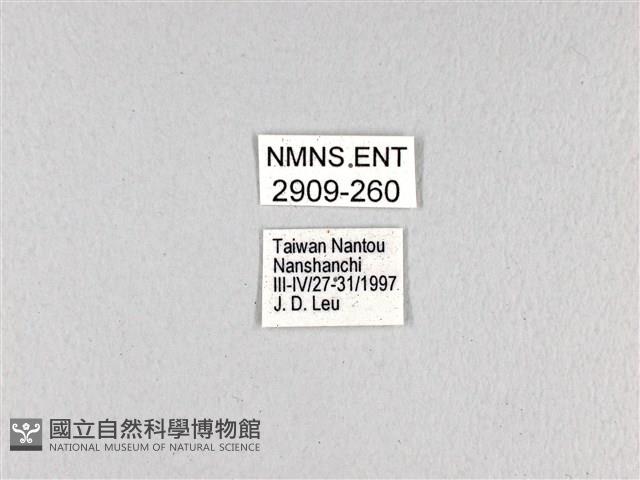 斑鳳蝶藏品圖，第3張