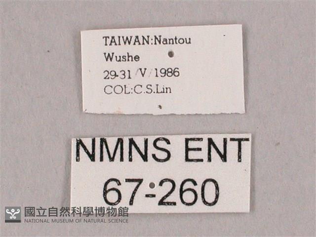 粗斜紋天蛾藏品圖，第3張