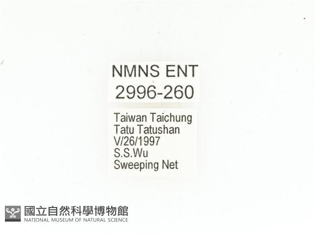 東方白點花金龜藏品圖，第2張