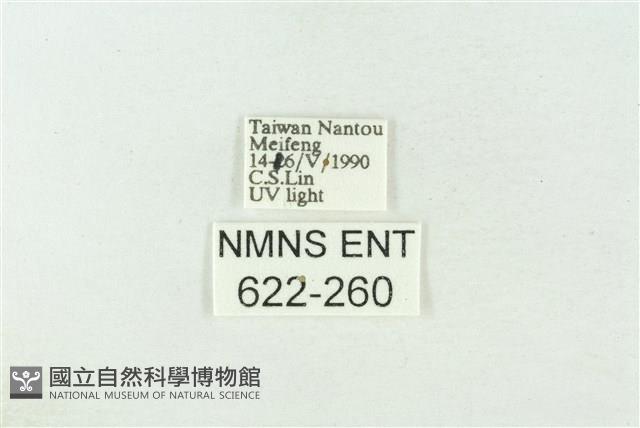 棍棒污燈蛾藏品圖，第3張