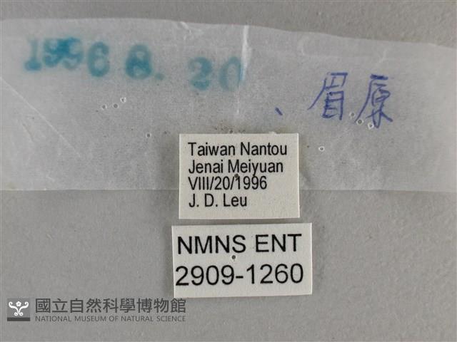 竹橙斑弄蝶藏品圖，第3張