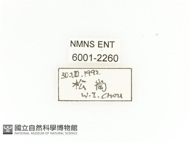 臺灣扇角金龜藏品圖，第2張