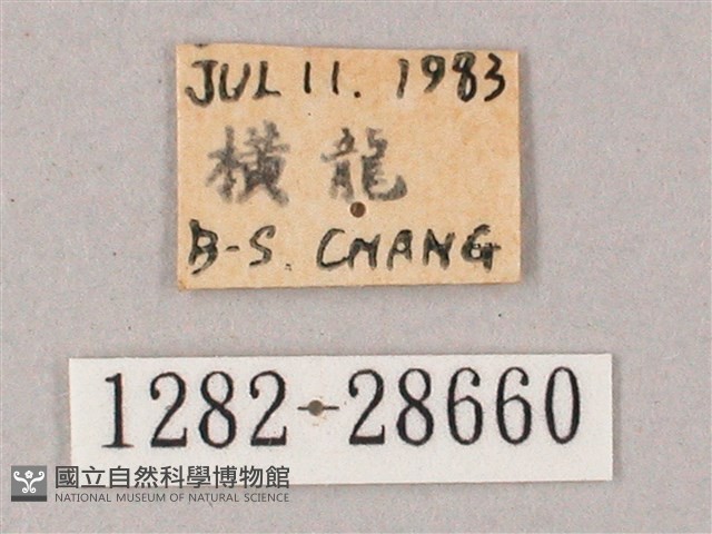綠背斜紋天蛾藏品圖，第3張