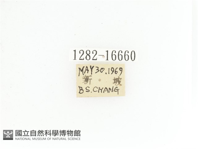 臺灣白條金龜藏品圖，第2張