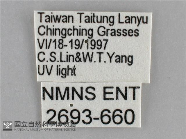 雙黃條天蛾藏品圖，第3張