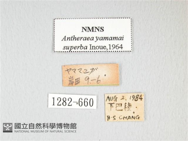 大透目天蠶蛾藏品圖，第3張