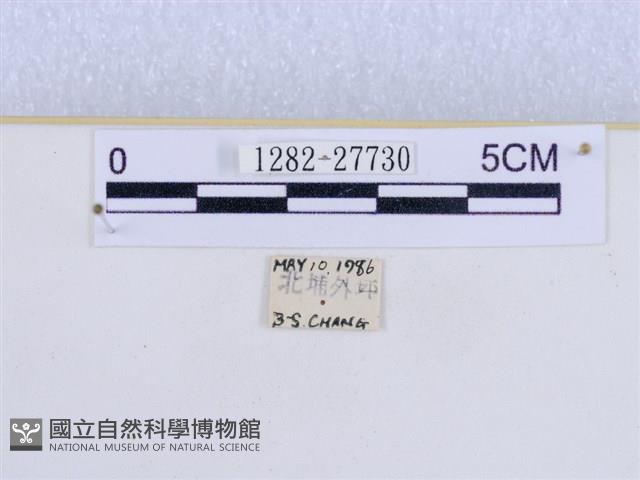 巨網燈蛾藏品圖，第3張