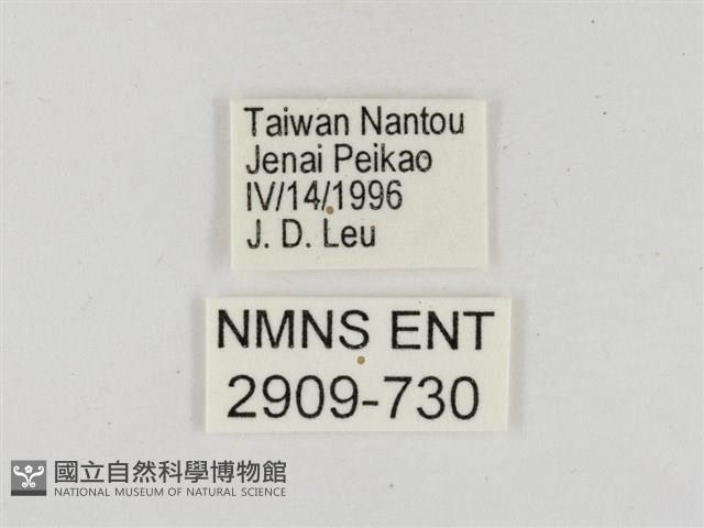 淡褐脈粉蝶藏品圖，第3張