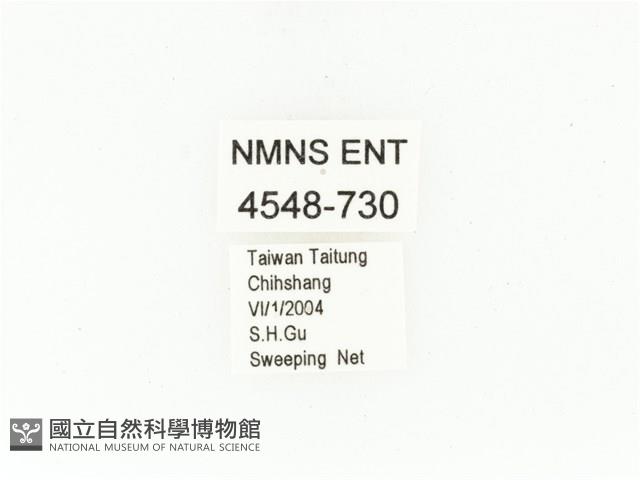 東方白點花金龜藏品圖，第2張