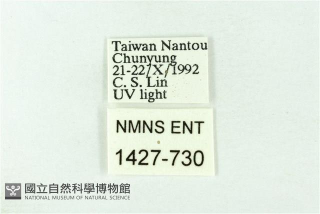 臺雪苔蛾藏品圖，第3張