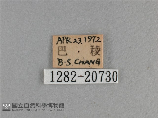 黃星弄蝶藏品圖，第3張