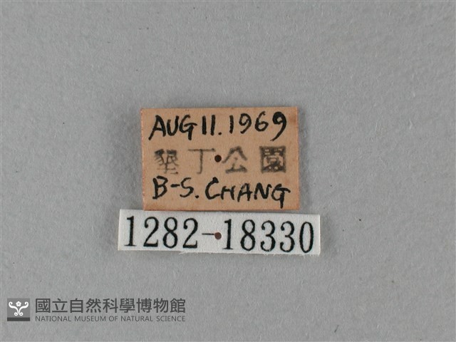 大白斑蝶藏品圖，第3張