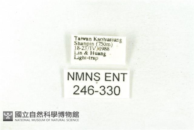 樹形尺蛾藏品圖，第3張