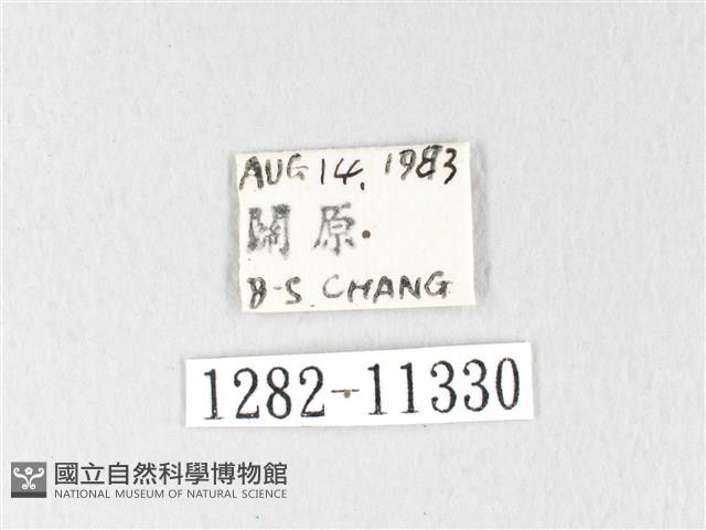 銀肩枯葉蛾藏品圖，第3張