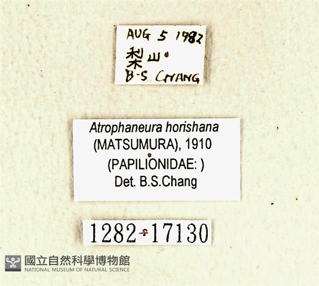 曙鳳蝶藏品圖，第3張