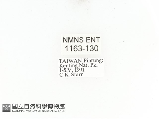 臺灣角金龜藏品圖，第2張