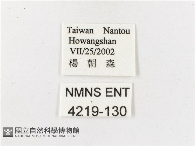 白漪波眼蝶藏品圖，第3張
