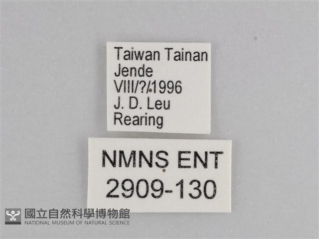樺斑蝶藏品圖，第3張