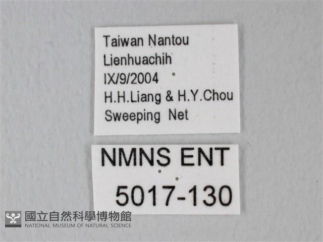 帶錨紋蛾藏品圖，第3張