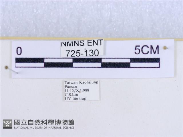 粉蝶燈蛾藏品圖，第3張