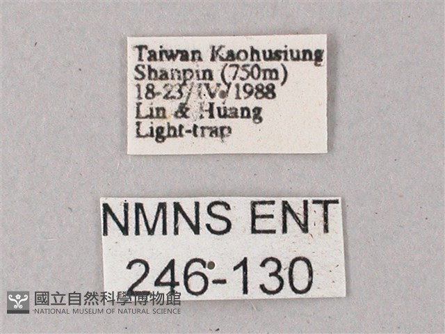 間斷斜紋天蛾藏品圖，第3張