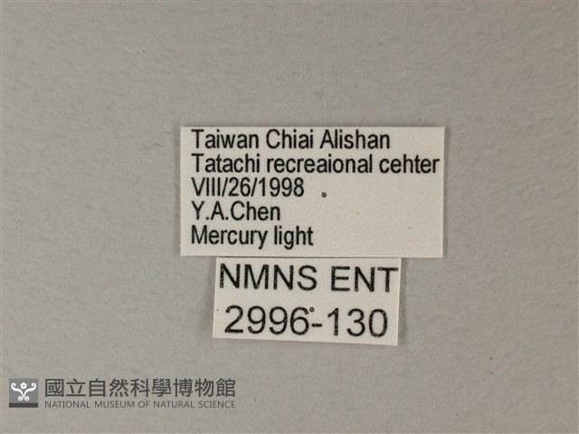 苧麻細蝶藏品圖，第3張
