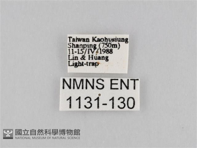 橙擬燈蛾藏品圖，第3張