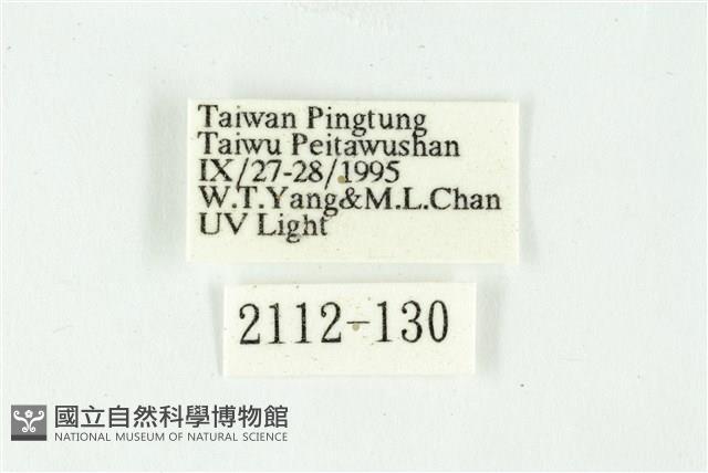 白斑散紋夜蛾藏品圖，第3張