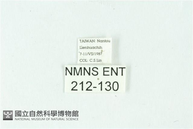 三條橙燈蛾藏品圖，第3張