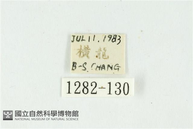 白斑散紋夜蛾藏品圖，第3張