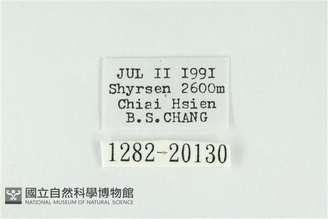 寬紋黃毒蛾藏品圖，第3張