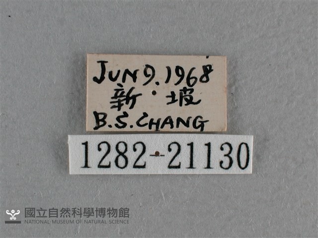 小稻弄蝶藏品圖，第3張