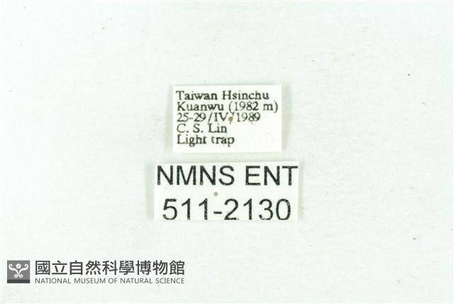 臺雪苔蛾藏品圖，第3張