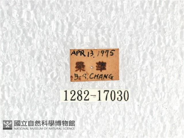 無尾白紋鳳蝶藏品圖，第3張