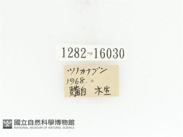 臺灣扇角金龜藏品圖，第2張