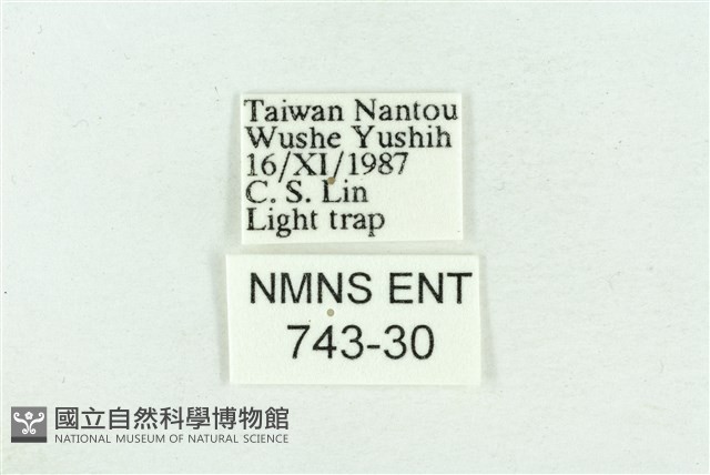 粉紅帶散紋夜蛾藏品圖，第3張