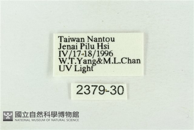 帶波紋蛾藏品圖，第3張