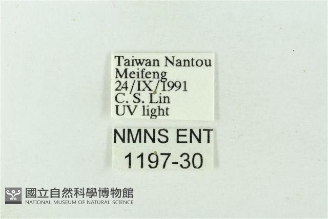 臺雪苔蛾藏品圖，第3張
