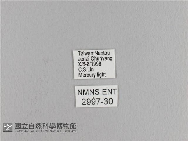 松大毛蟲藏品圖，第3張