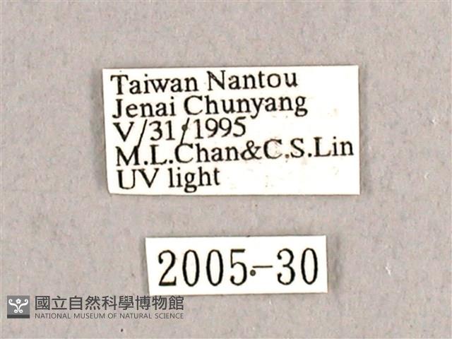 枯球籮紋蛾藏品圖，第3張