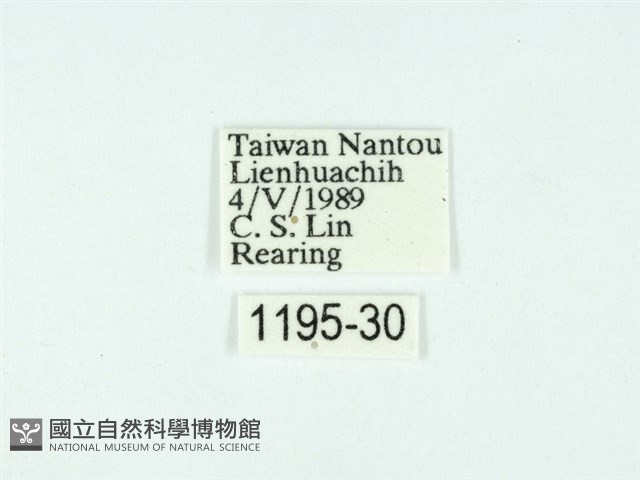 黃肩奇蛾藏品圖，第3張