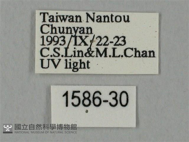 裂斑鷹翅天蛾藏品圖，第3張