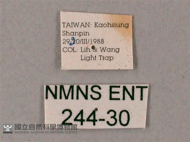 齒翅三線天蛾藏品圖，第3張