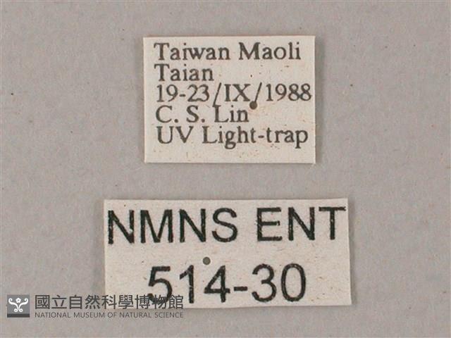 間斷斜紋天蛾藏品圖，第3張