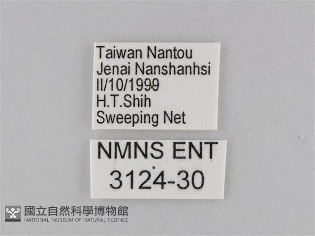 小波眼蝶藏品圖，第3張