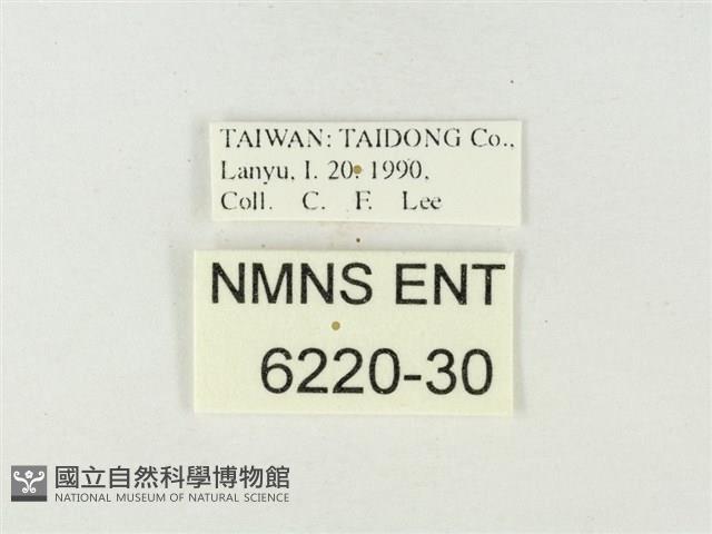 銀帶三尾灰蝶藏品圖，第3張