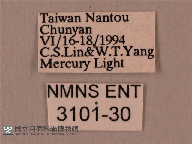 暗綠白腰天蛾藏品圖，第3張